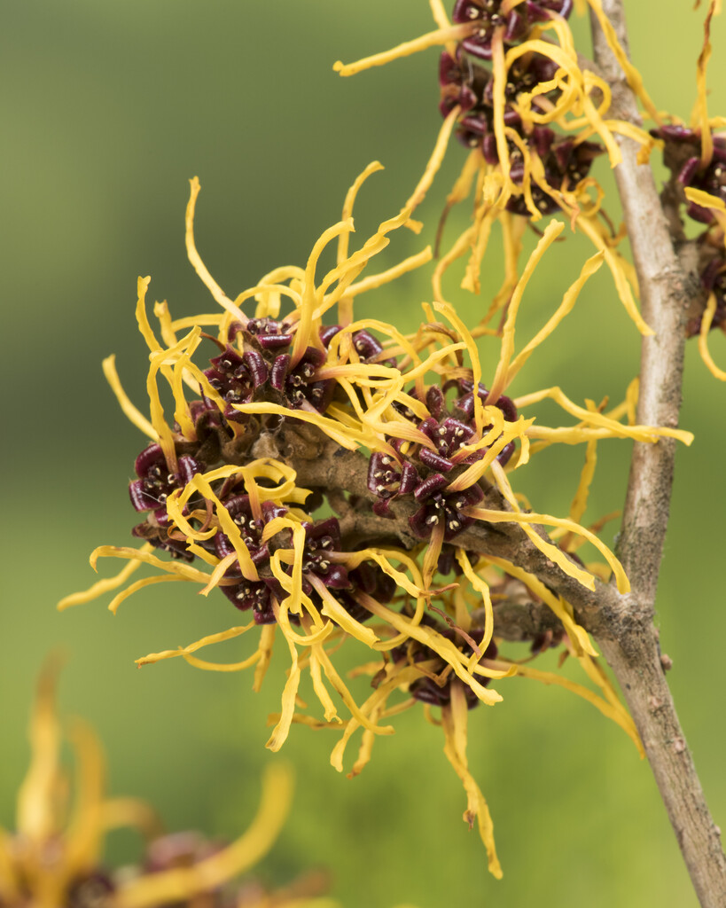 witch hazel 'Allgold'
