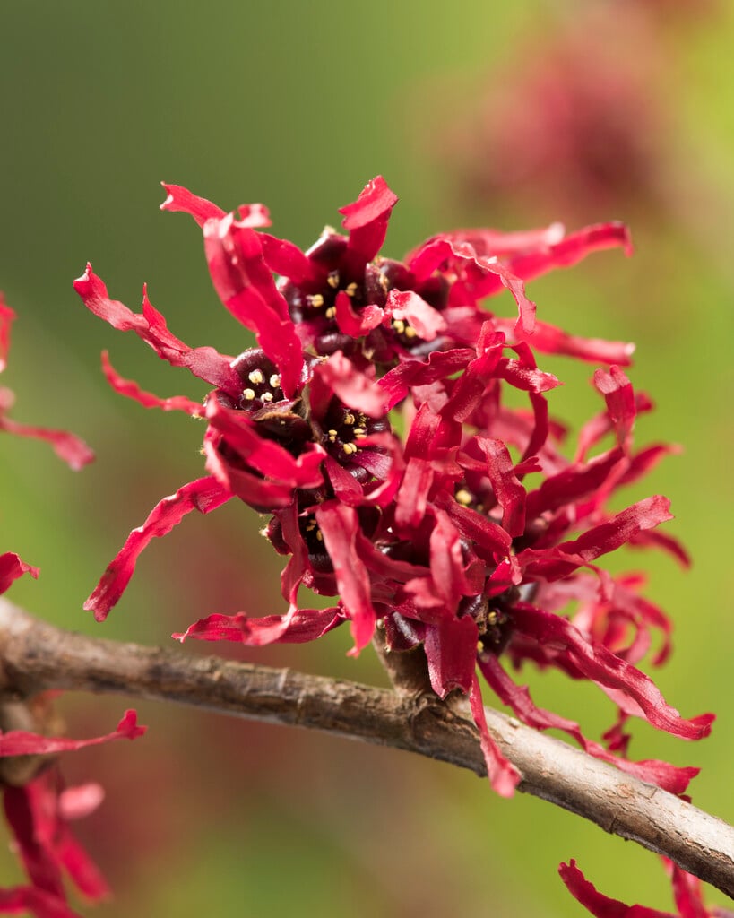 hybrid witch hazel 'Foxy Lady'