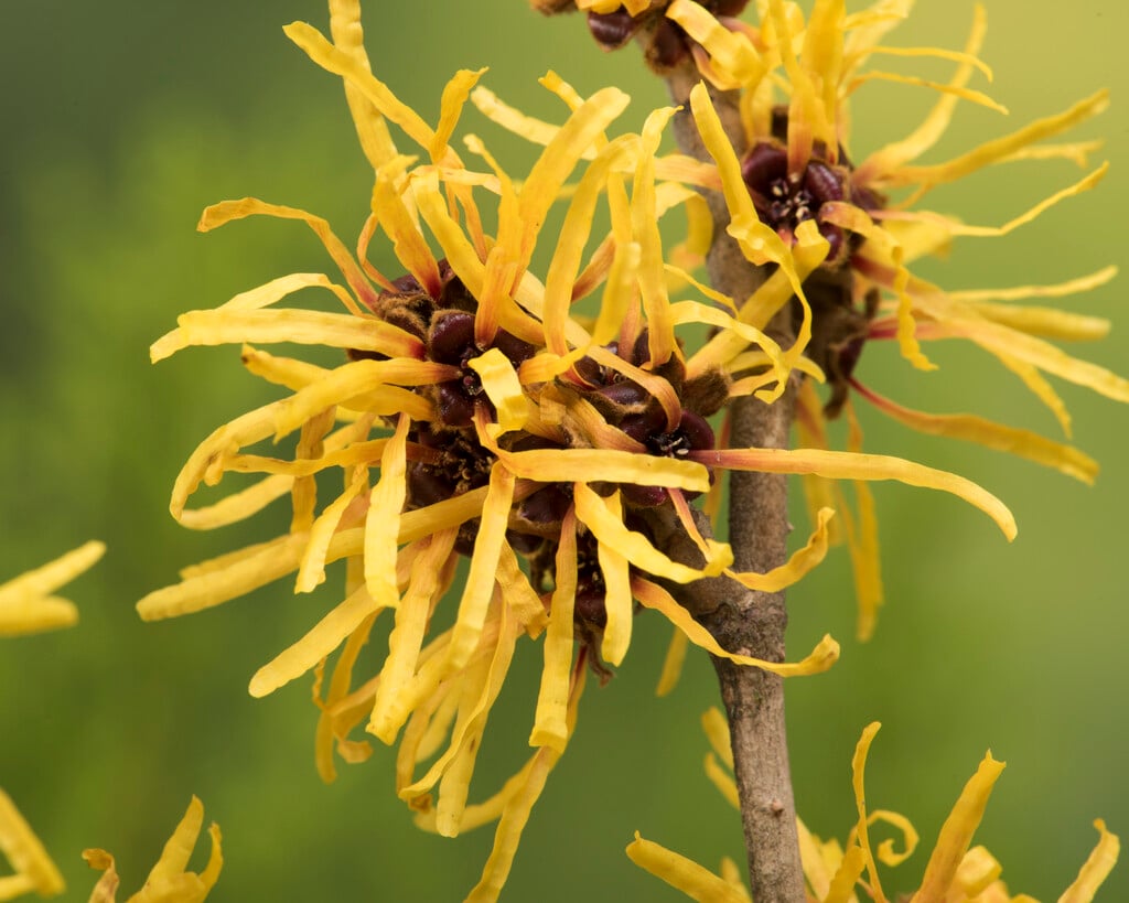 Chinese witch hazel 'Goldcrest'