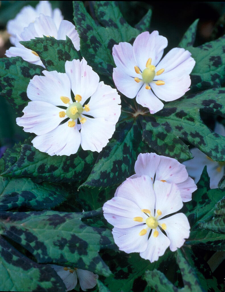 <i>Sinopodophyllum</i> <i>hexandrum</i> var. <i>emodi</i> 'Majus'