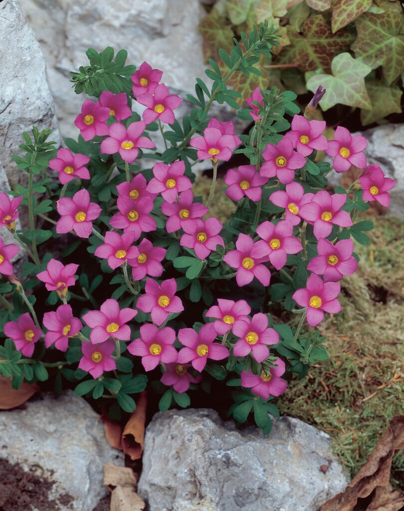<i>Oxalis</i> <i>hirta</i> 'Gothenburg'