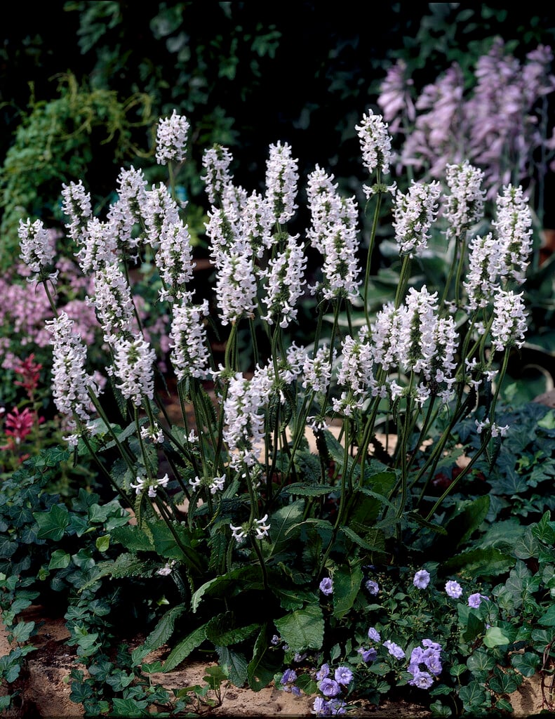 betony 'Alba'