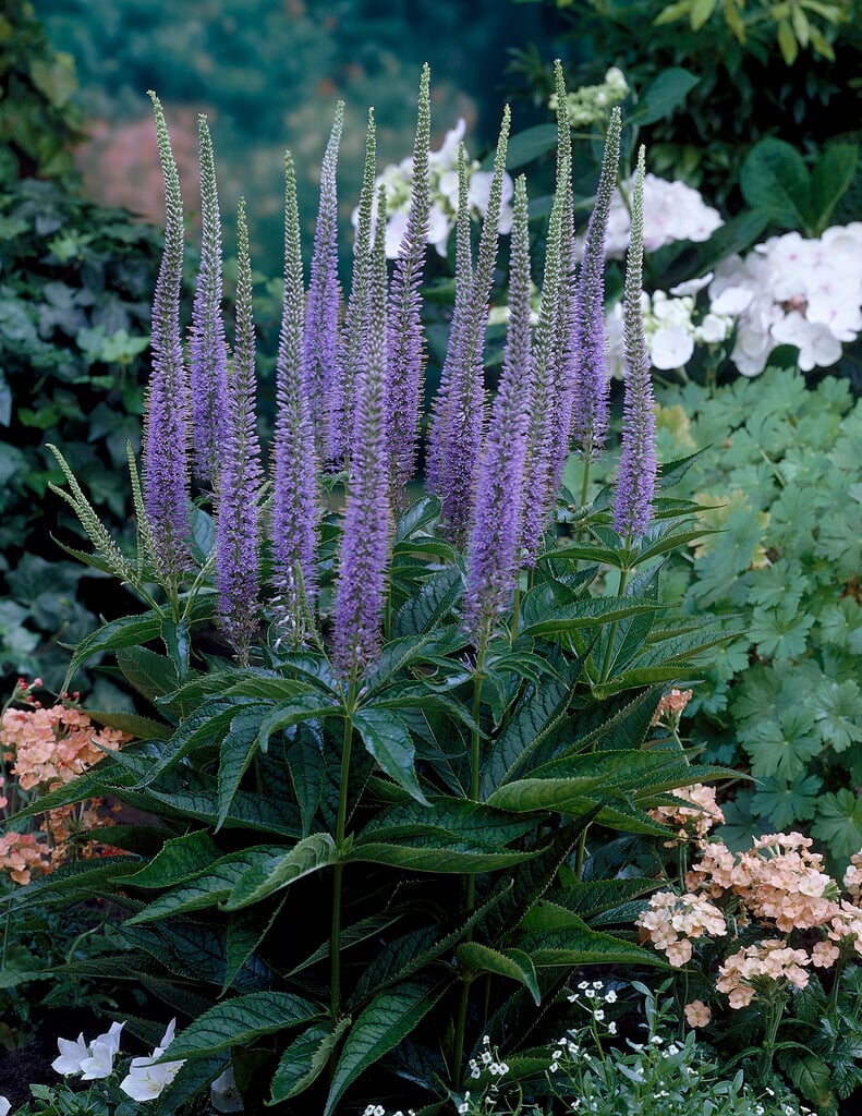 Culver's root 'Apollo'
