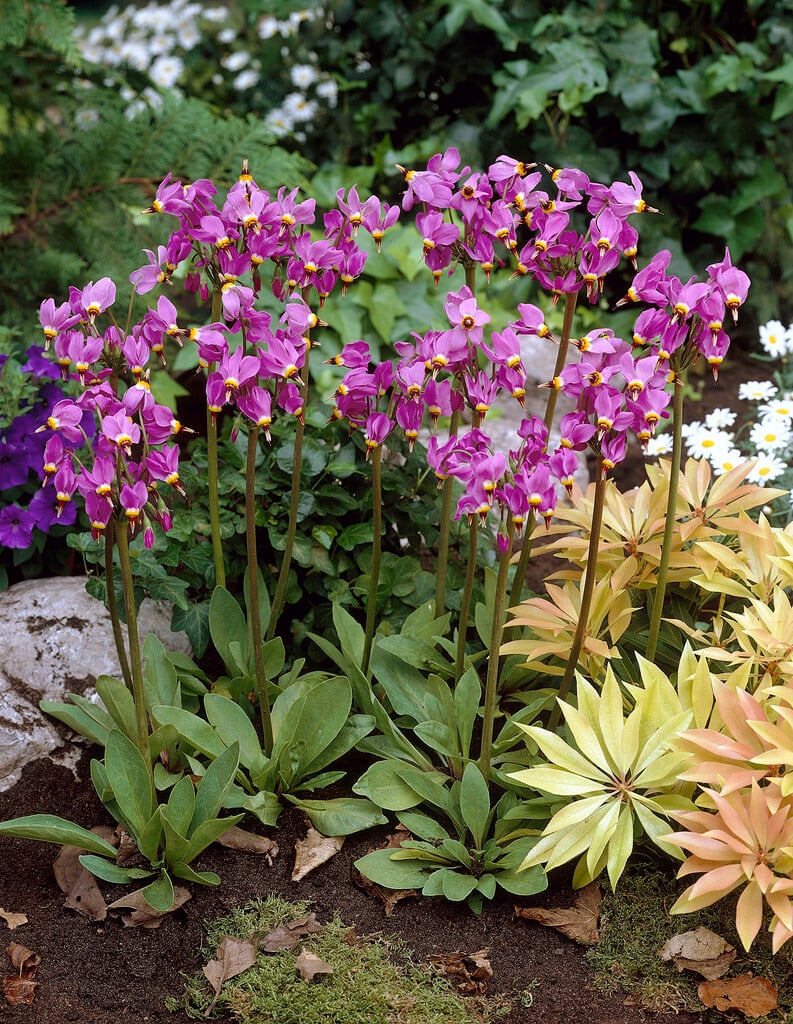 <em>Dodecatheon</em> <em>meadia</em> 'Aphrodite'