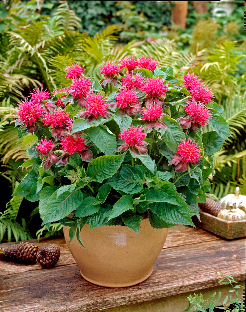bergamot 'Pink Supreme'
