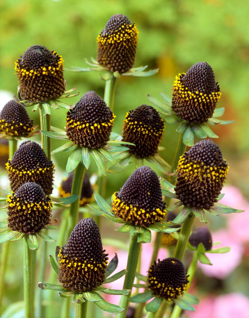 <em>Rudbeckia</em> <em>occidentalis</em> 'Black Beauty'<sup>PBR</sup>