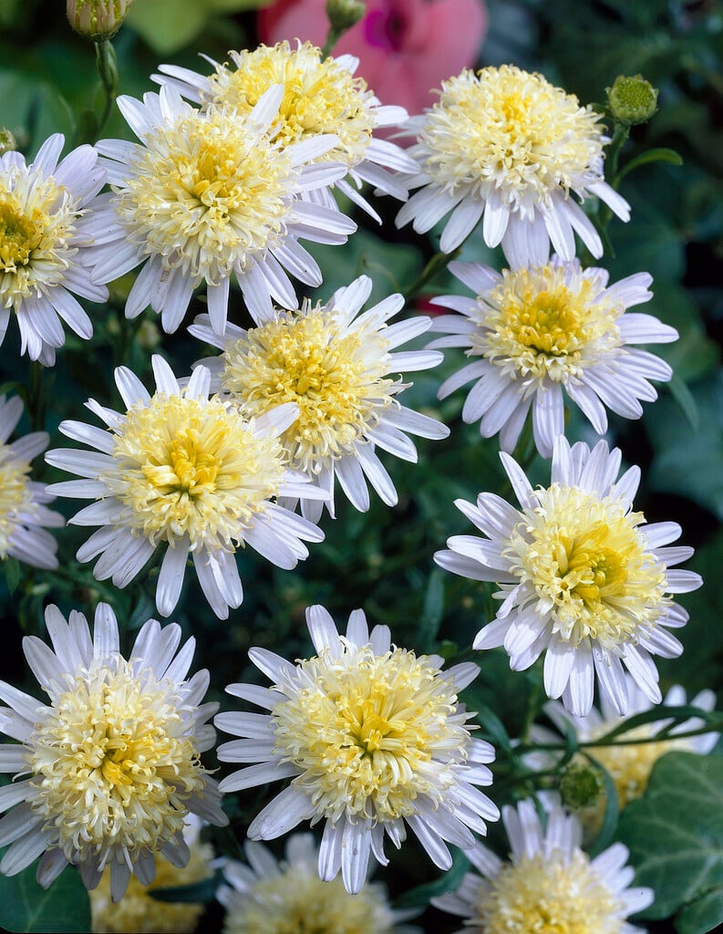 <em>Kalimeris</em> <em>pinnatifida</em> 'Hortensis'