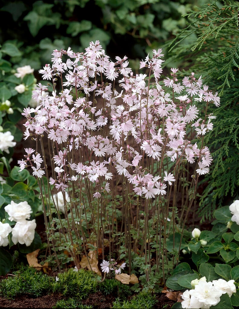 woodland star