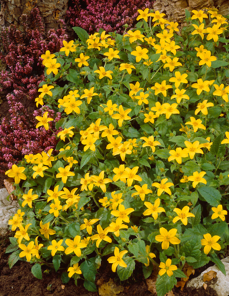 golden knee 'Golden Acres'