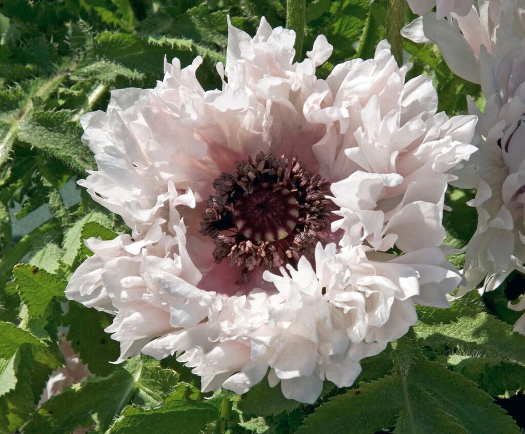 oriental poppy 'Miss Piggy'