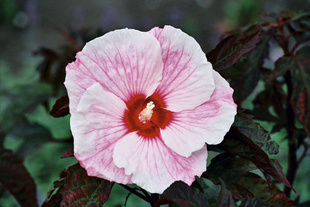 <i>Hibiscus</i> 'Kopper King'