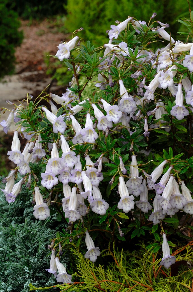 <i>Lysionotus</i> <i>pauciflorus</i> 'Lady Lavender'