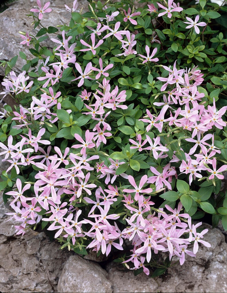 northern phlox 'Wagon Wheel'