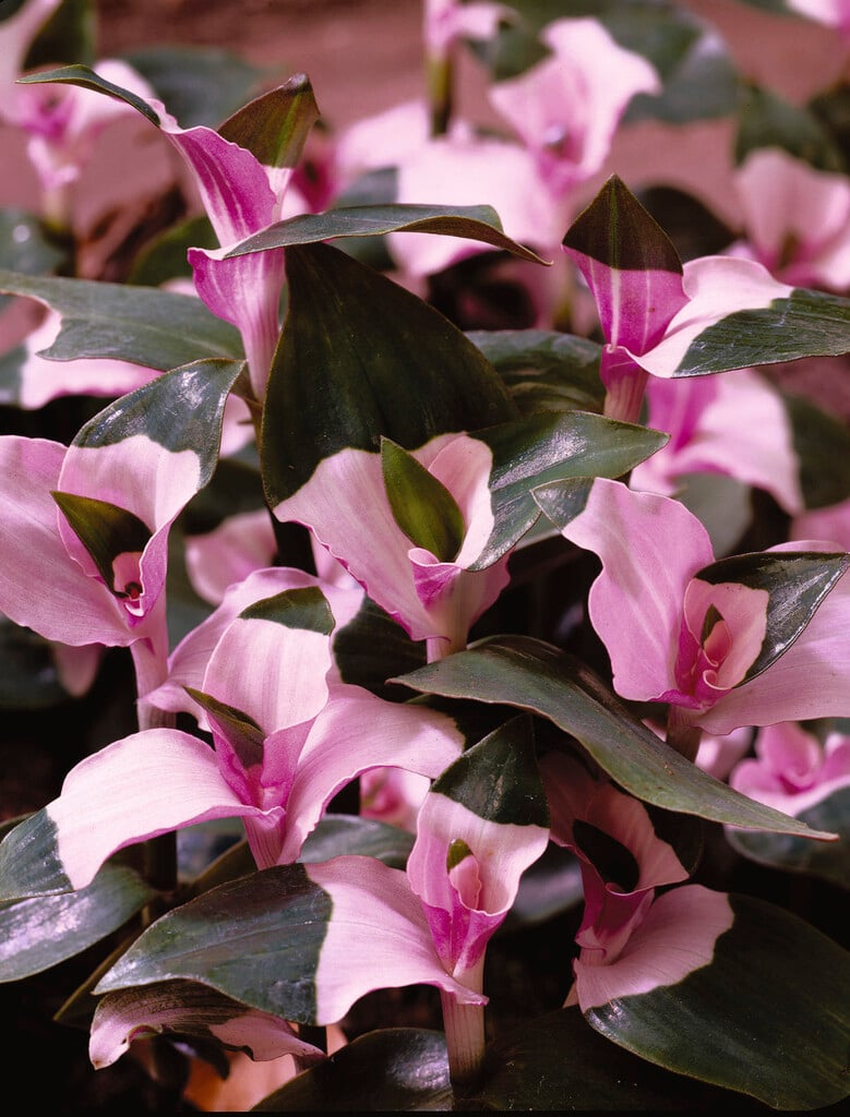 <i>Tradescantia</i> 'Blushing Bride' [1]