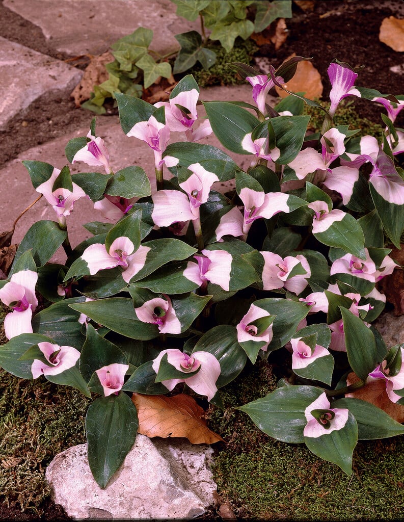 <i>Tradescantia</i> 'Blushing Bride' [1]