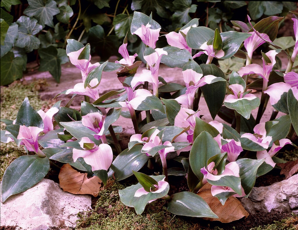 <i>Tradescantia</i> 'Blushing Bride' [1]