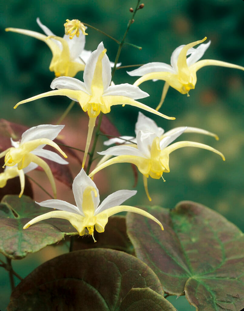 barrenwort 'Egret'