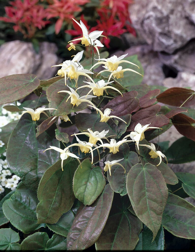 barrenwort 'Egret'