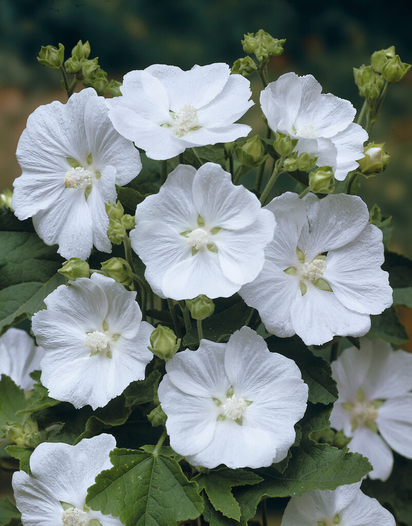 <i>Malva</i> 'White Satin'