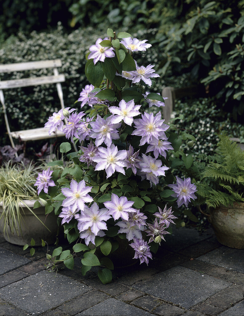 clematis 'Ice Crystal'