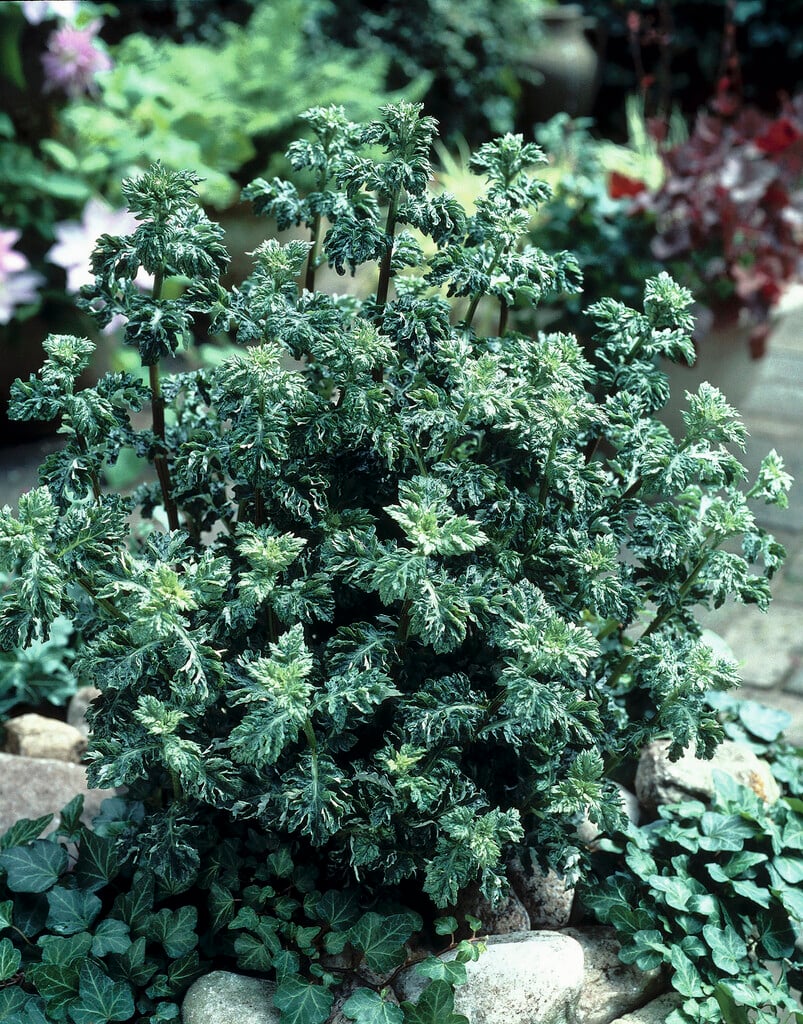 <i>Artemisia</i> <i>vulgaris</i> 'Crispa'