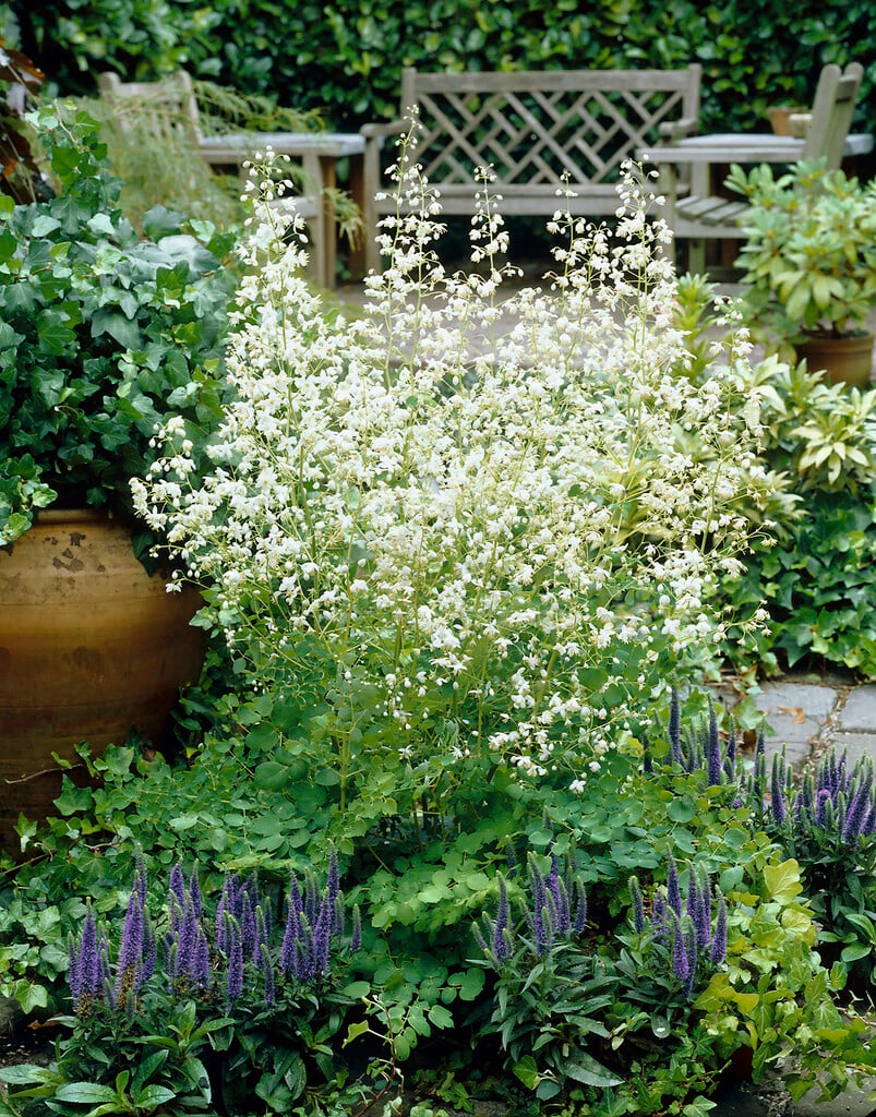 Chinese meadow rue 'Album'