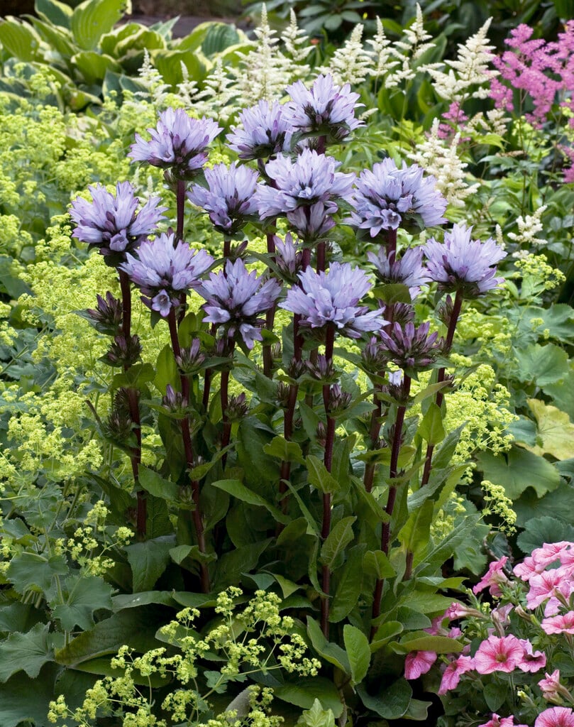 clustered bellflower 'Emerald'