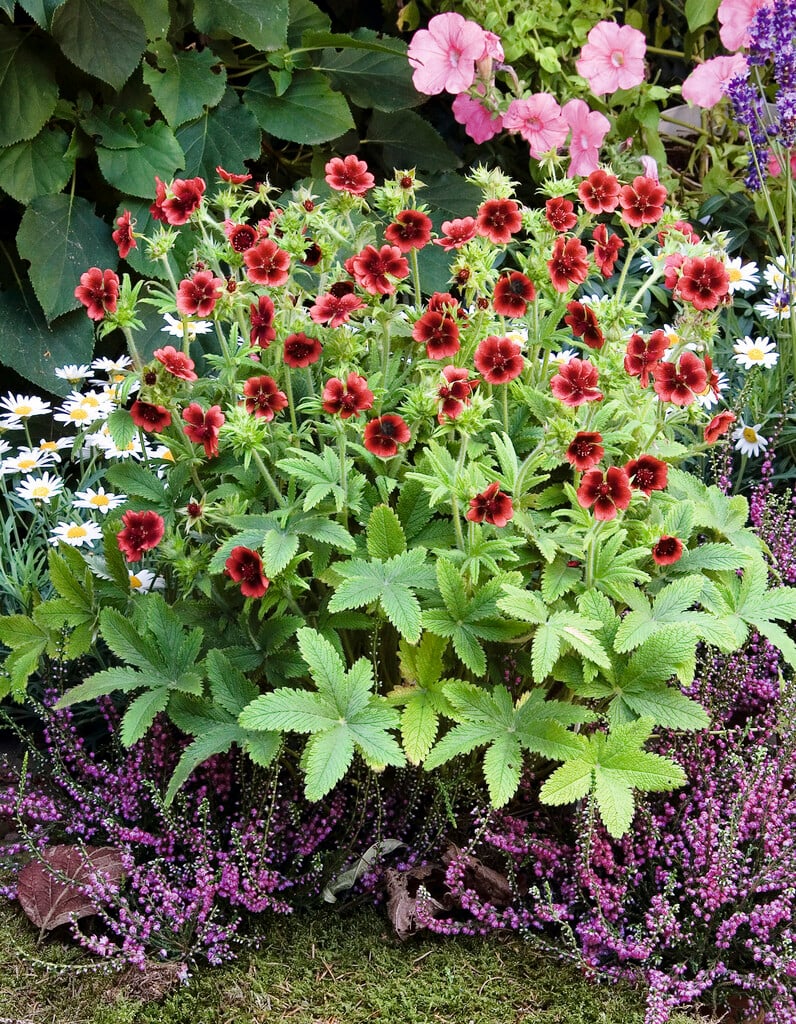 scarlet cinquefoil 'Monarch's Velvet'
