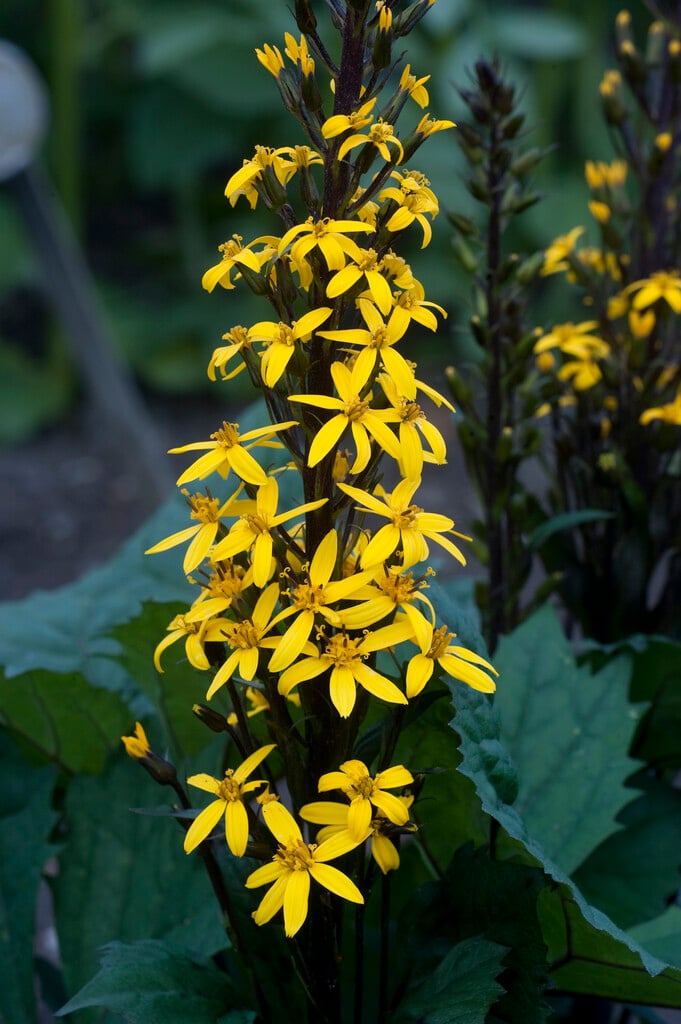 <i>Ligularia</i> 'Bottle Rocket'