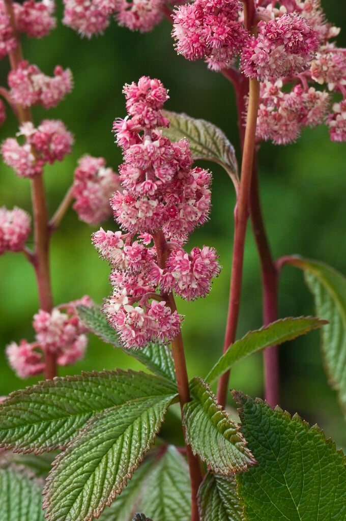 rodgersia 'Dark Pokers'