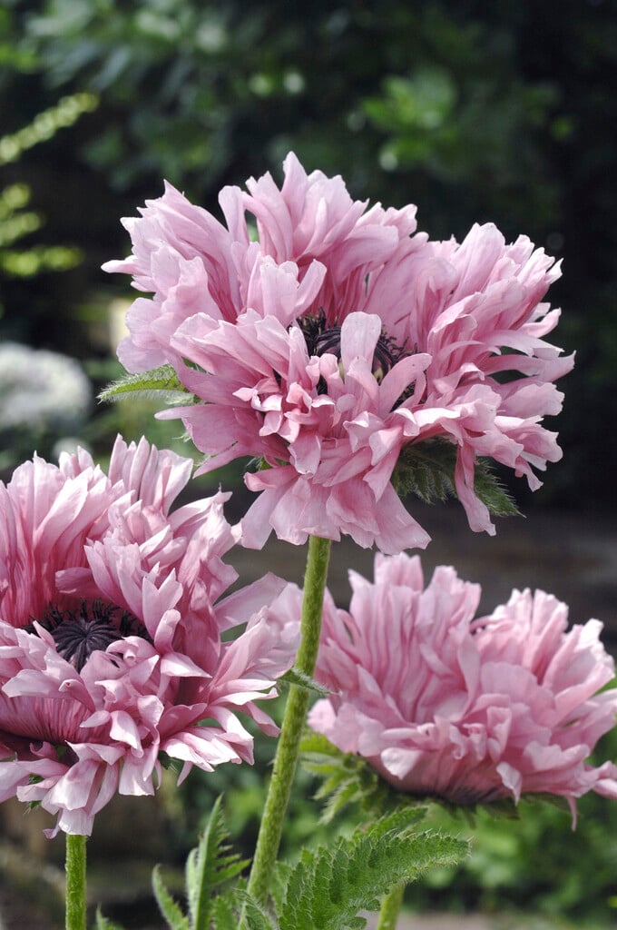 oriental poppy 'Ruffled Patty'