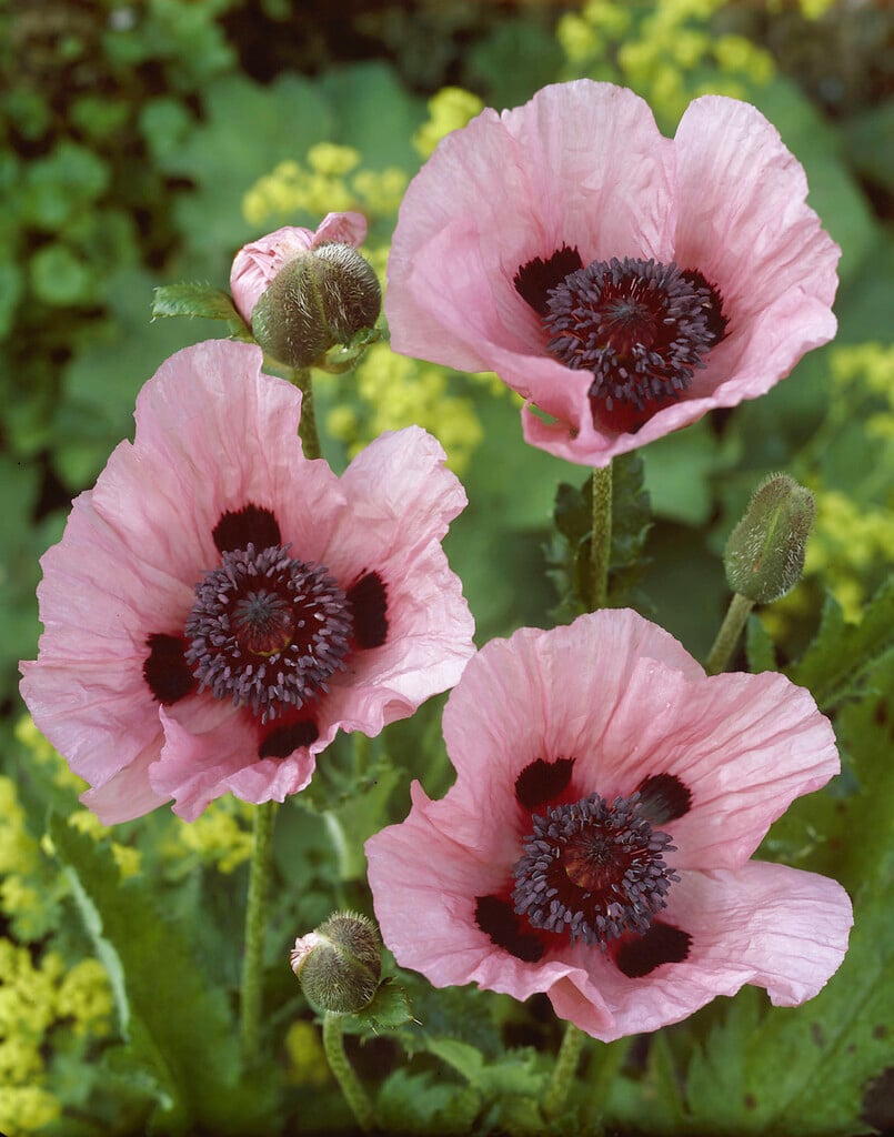oriental poppy 'Papillon'