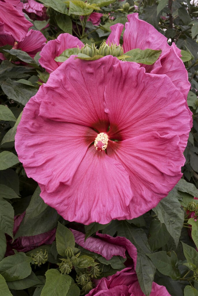 <i>Hibiscus</i> 'Jazzberry Jam'