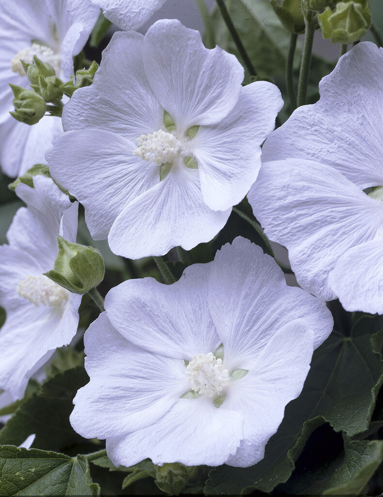 <i>Malva</i> 'White Satin'