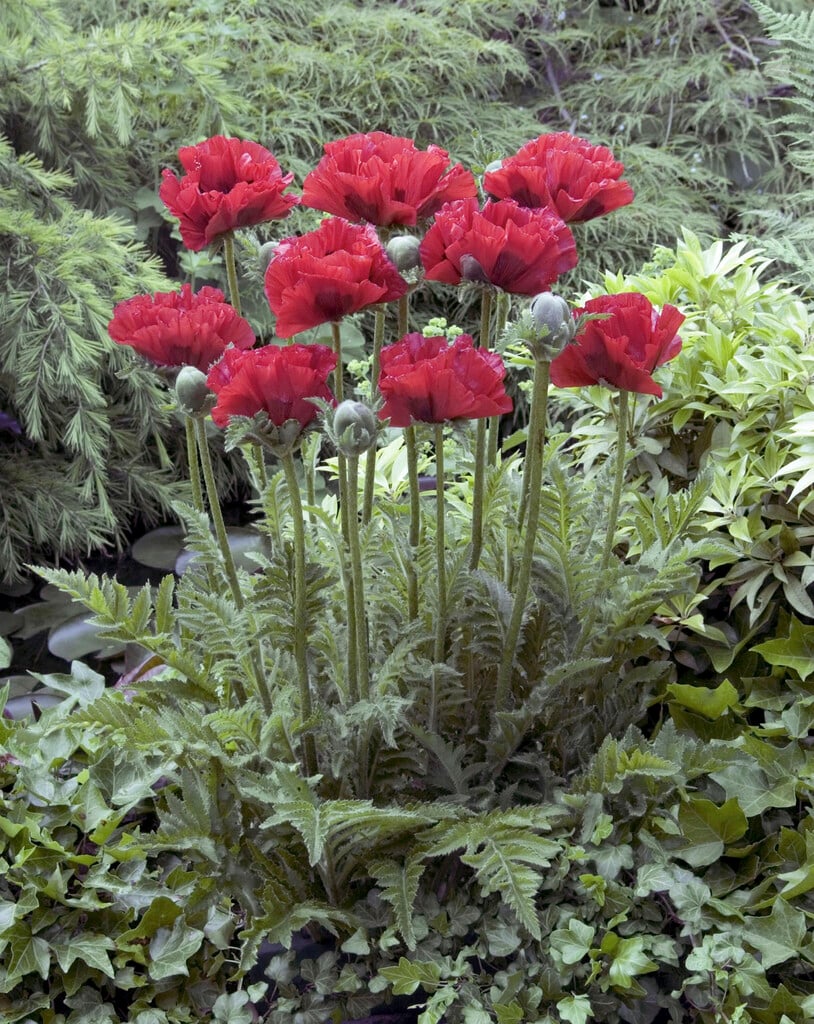 oriental poppy 'King Kong'