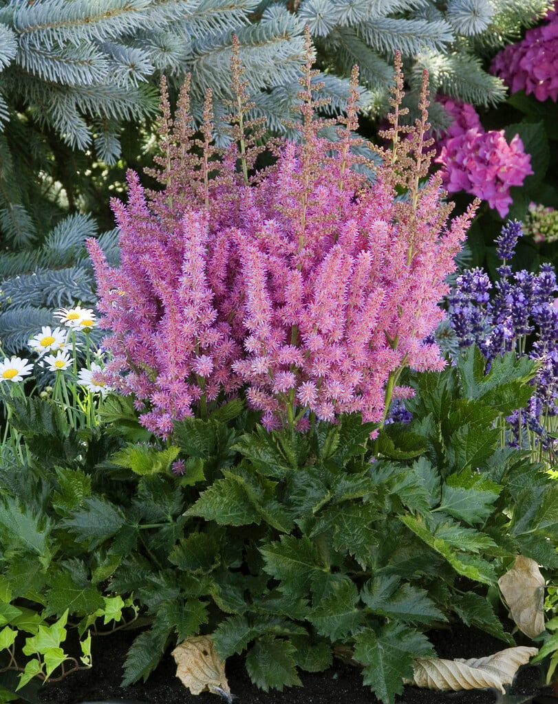 astilbe 'Little Vision in Purple'