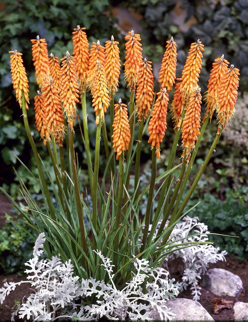 red-hot poker 'First Sunrise'