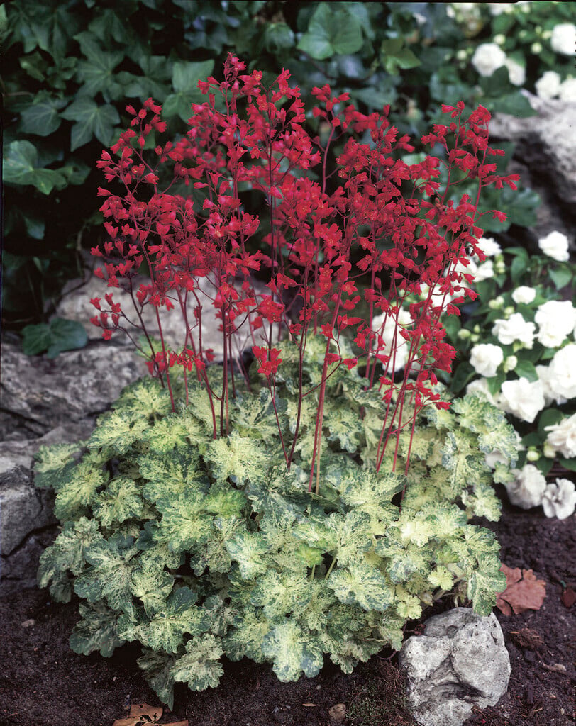 alum root 'Hercules'
