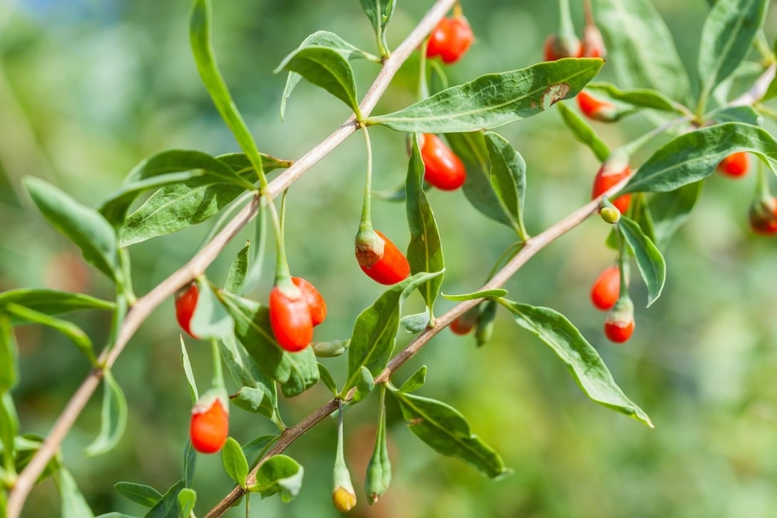 Duke of Argyll's tea tree