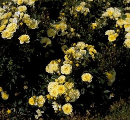 rose [Sparkling Yellow]