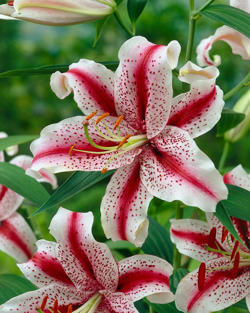 lily 'Dizzy'