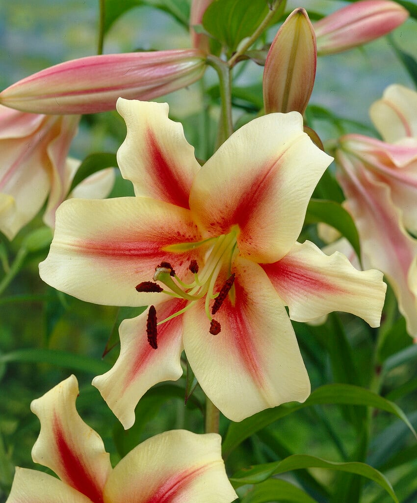 lily 'Lavon'