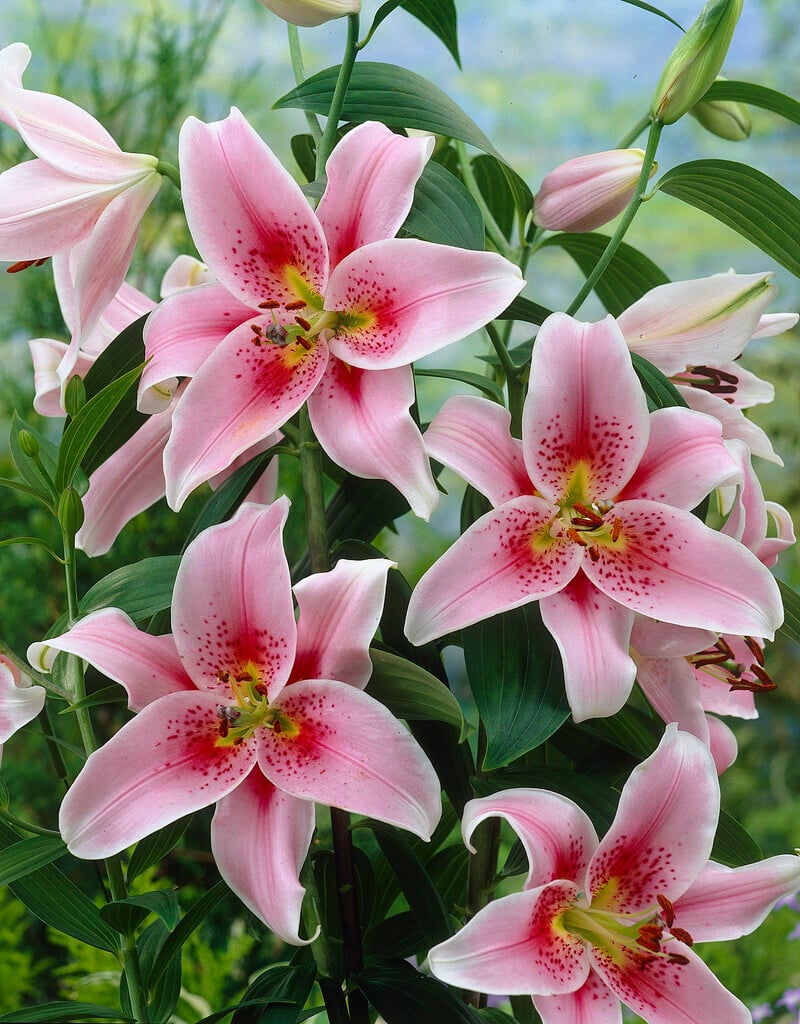lily 'Mona Lisa'