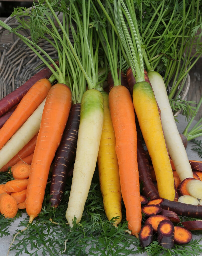 carrot 'Rainbow Mixed'