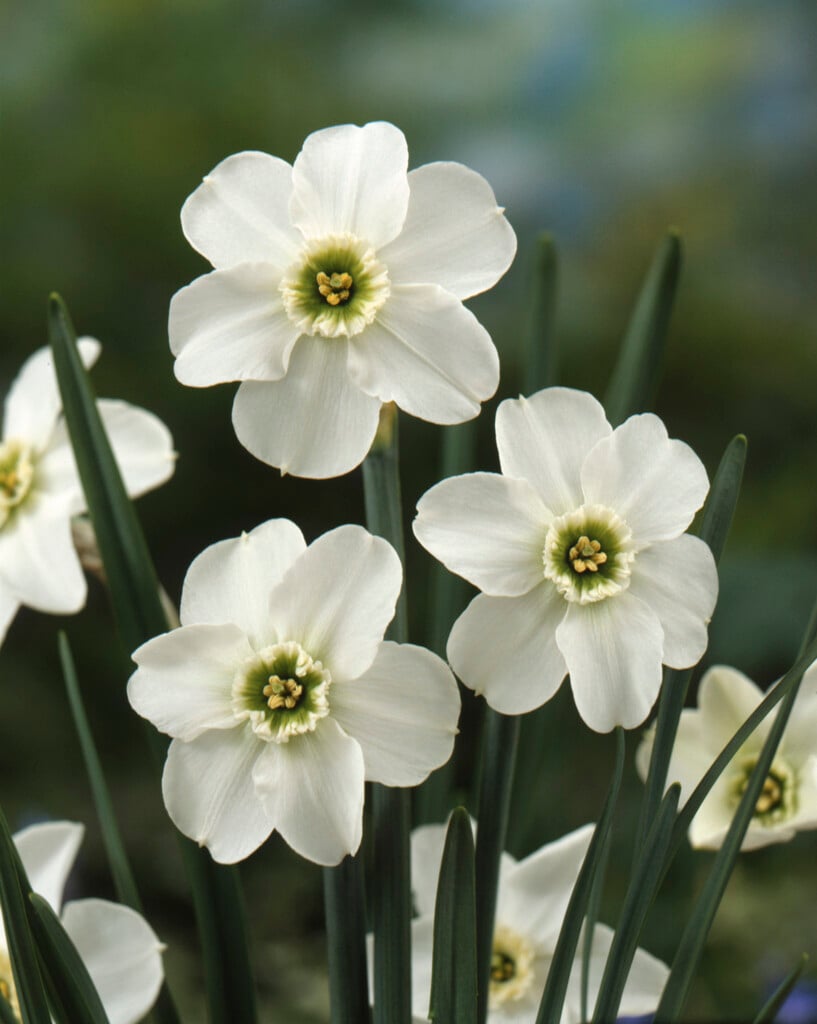 daffodil 'Green Pearl'