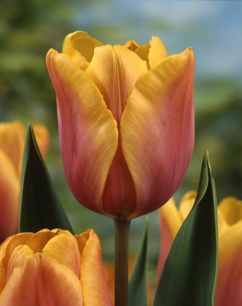 <i>Tulipa</i> 'Indian Summer' (3)