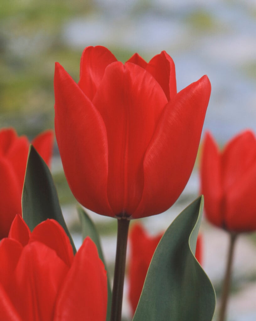 tulip 'Red Rover'