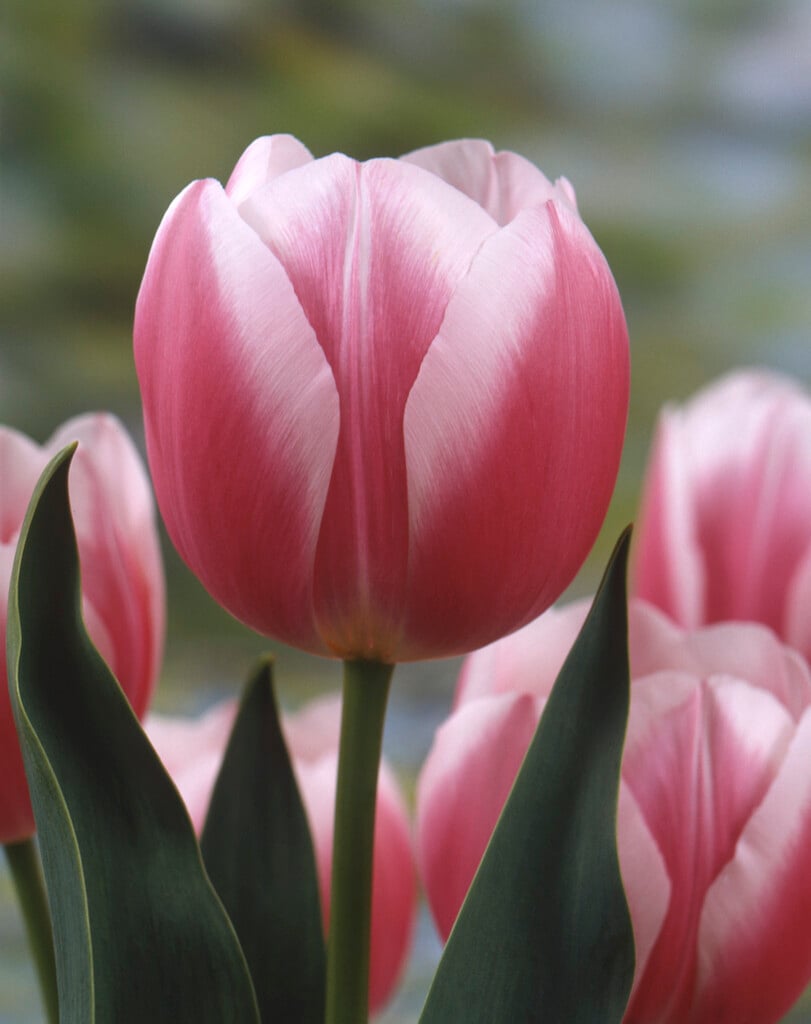 tulip 'Valentine'