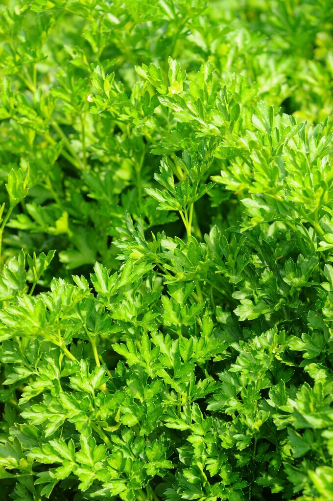 parsley (curled) 'Favorit'