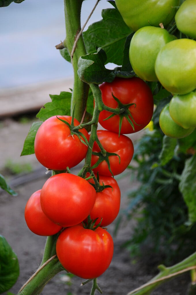 tomato 'Beefsteak'